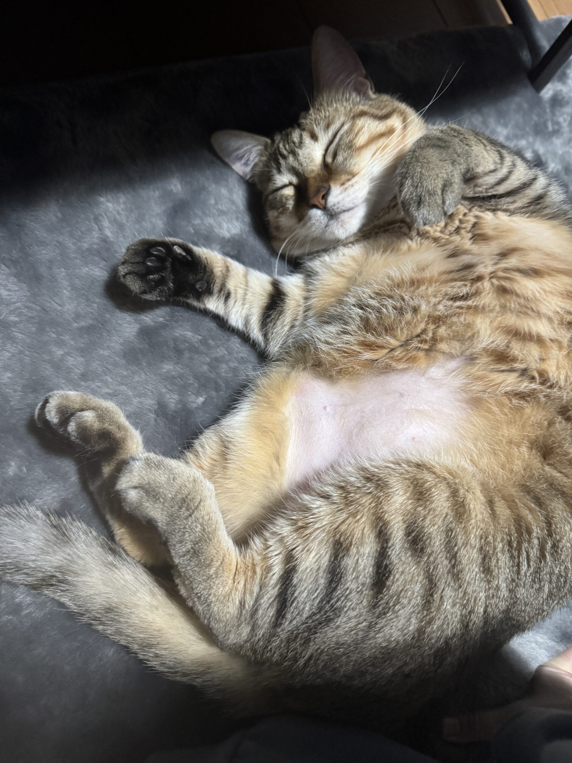 明けましておめでとうございます！